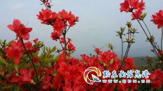 �P���F�ݳ��еV�I���޹�˾�X�C�������џ�����Ŀԇ���a�Ĺ�ʾ