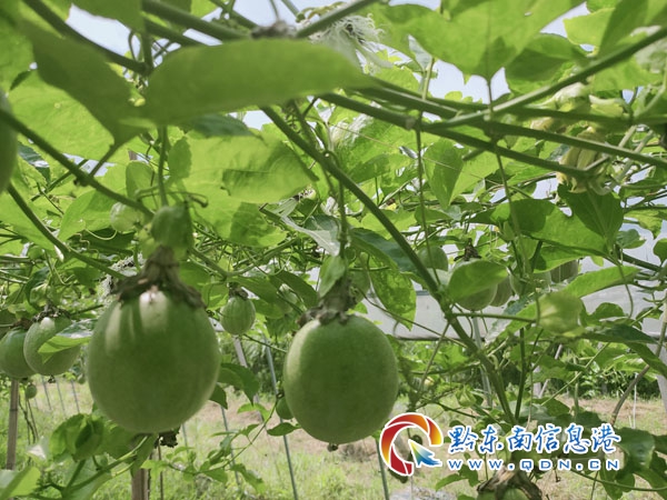 �P���F�ݳ��еV�I���޹�˾�X�C�������џ�����Ŀԇ���a�Ĺ�ʾ