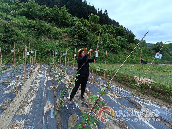 �F��ʡ�Ľ��h�r(n��ng)���ˆT����ɽ�(zh��n)�_չ������Gɫԭ�ϻ���ԇ�����Ƙ˺��������s�z��