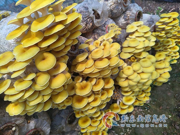 ��ƺ患����������MУ�@ ���ĺ��oδ����