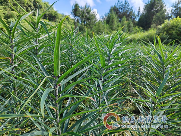 ��Ϫ�(zh��n)��ȫ���坍�Є�(d��ng) �����Gɫ�҈@