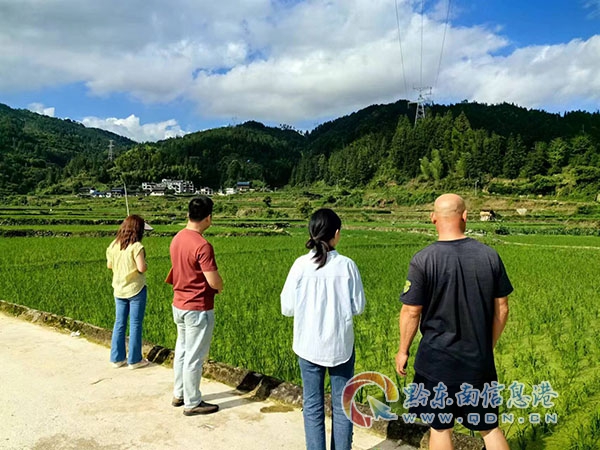 九潮鎮工作人員開展水稻病蟲排查工作