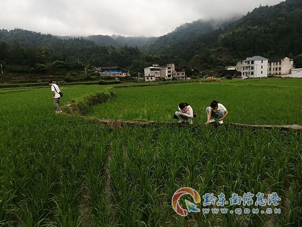 九潮鎮工作人員開展水稻病蟲排查工作
