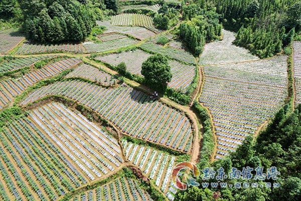 凱里市下司鎮(zhèn)甕港村辣椒基地
