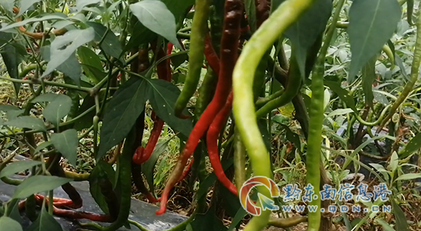 “酸食系列”原料--辣椒