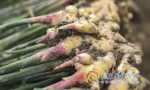 “酸食系列”原料--生姜