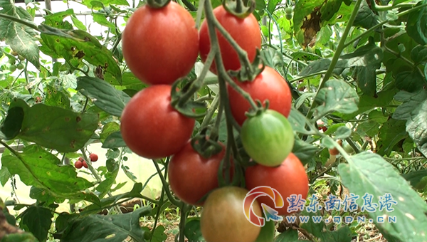 “酸食系列”原料--西紅柿