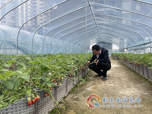日常查看社區陽臺種植的草莓