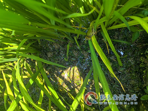 �ڵ����������