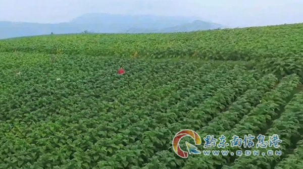 �D��̲�悰���ƺ�忾������һ��