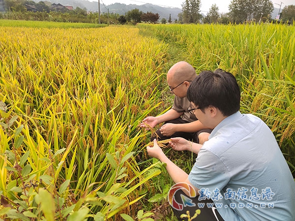 圖為農業農村綜合服務中心到田間做秋收技術指導