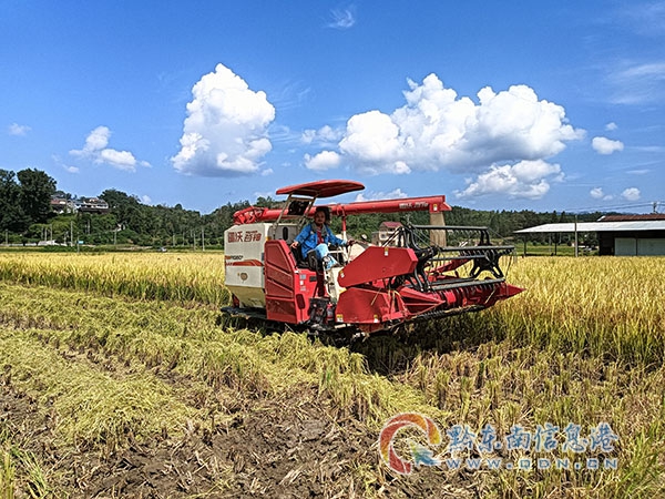 圖為農機手到收割水稻