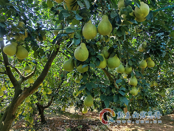 ��ƽ�h����患����֡���ӭ��ϲ�c�S��