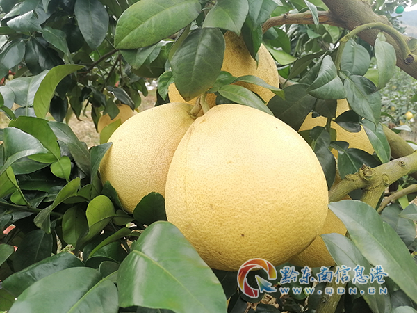 2024��ƽ���d��կʢ����_���������������c�Ļ�