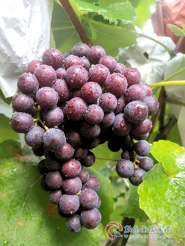 �P�����Ո�����ܱ�����2�f��ֻ�ڰ��� ������푡��Gɫ�S������