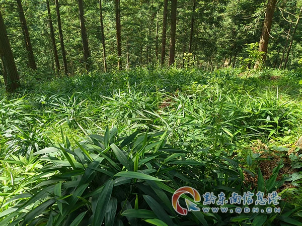 ��ƽ�h���d��կ�����������Ӵ���Ͷ�V�]�h �������^�����|Ч